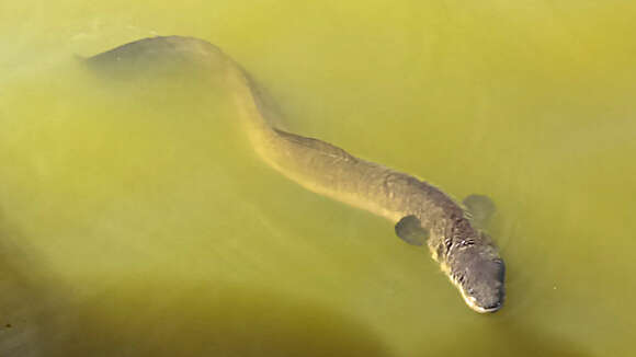 Image of Speckled longfin eel