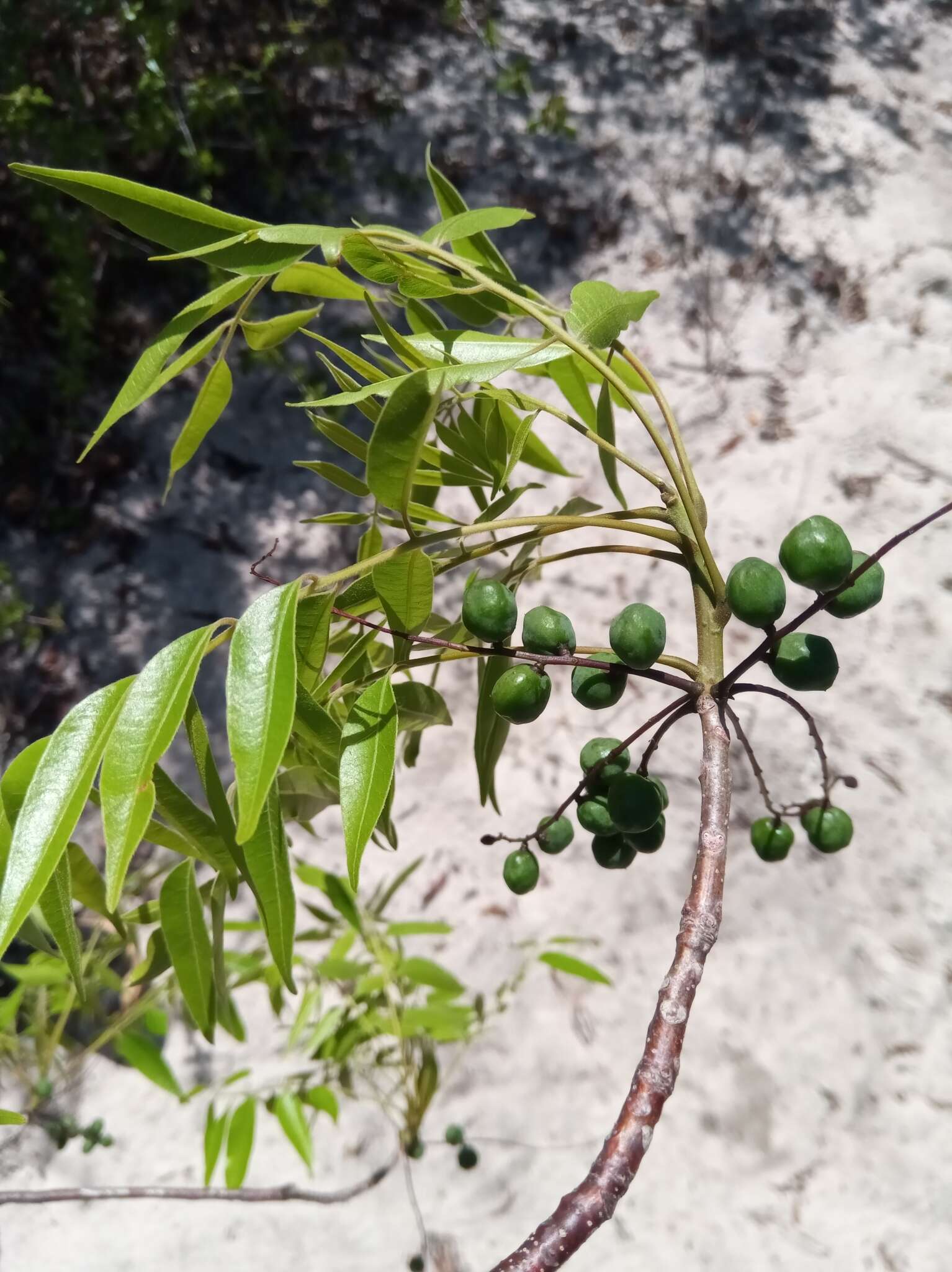 Plancia ëd Operculicarya gummifera (Sprague) Capuron