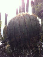 Ferocactus glaucescens (DC.) Britton & Rose resmi