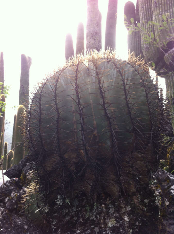 Ferocactus glaucescens (DC.) Britton & Rose resmi