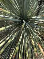 Image of Yucca rostrata Engelm. ex Trel.