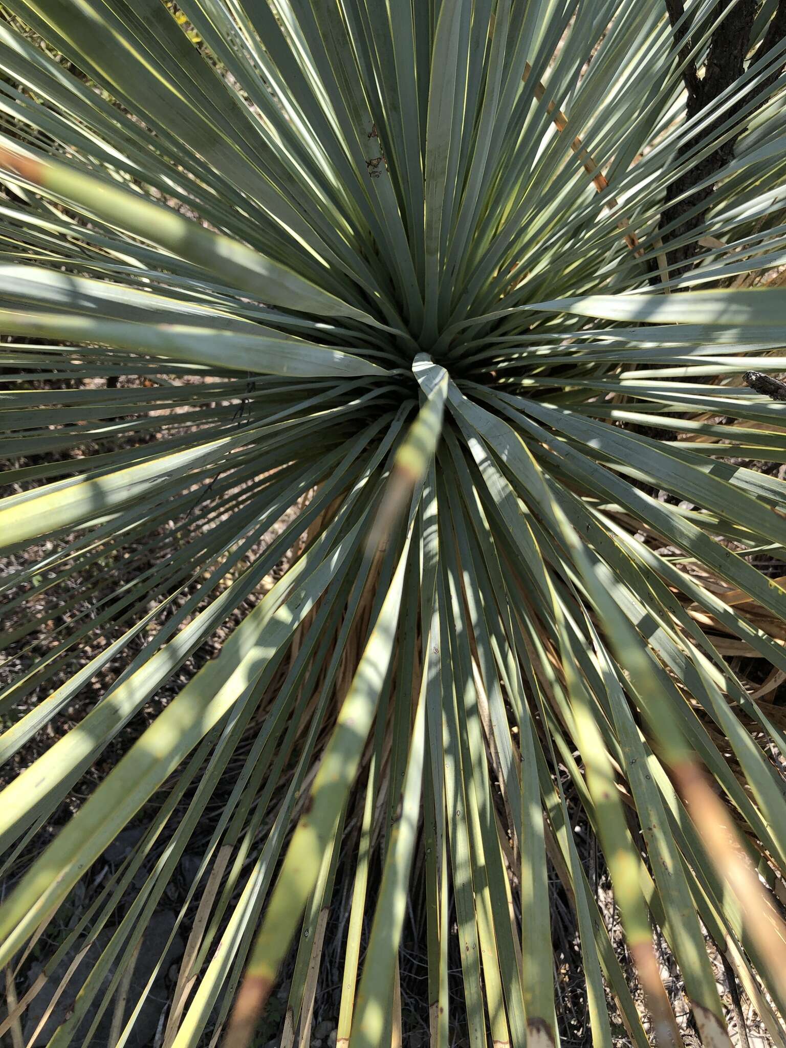 Image of Yucca rostrata Engelm. ex Trel.