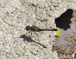 Image of Diplacodes trivialis (Rambur 1842)