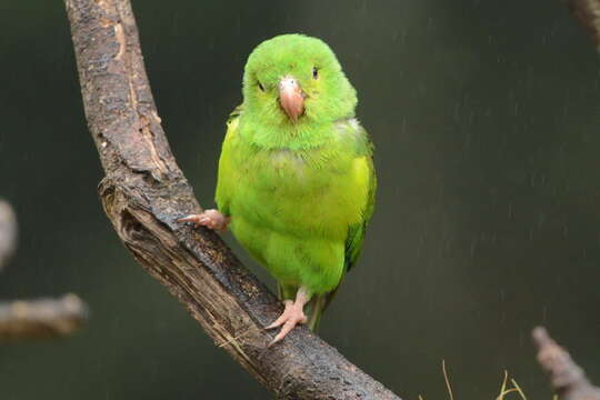 Image of Plain Parakeet