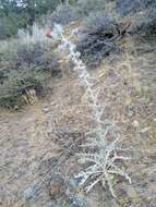 Image of snowy thistle