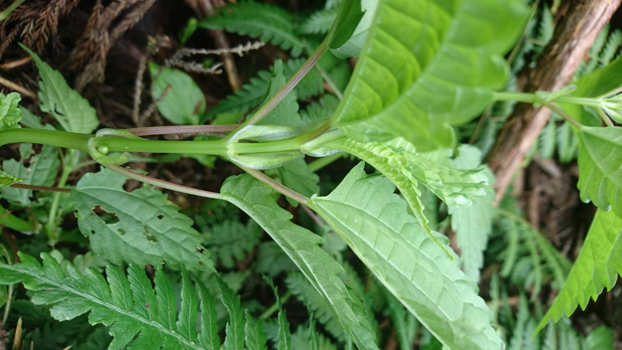 Image of Pilea angulata (Bl.) Bl.