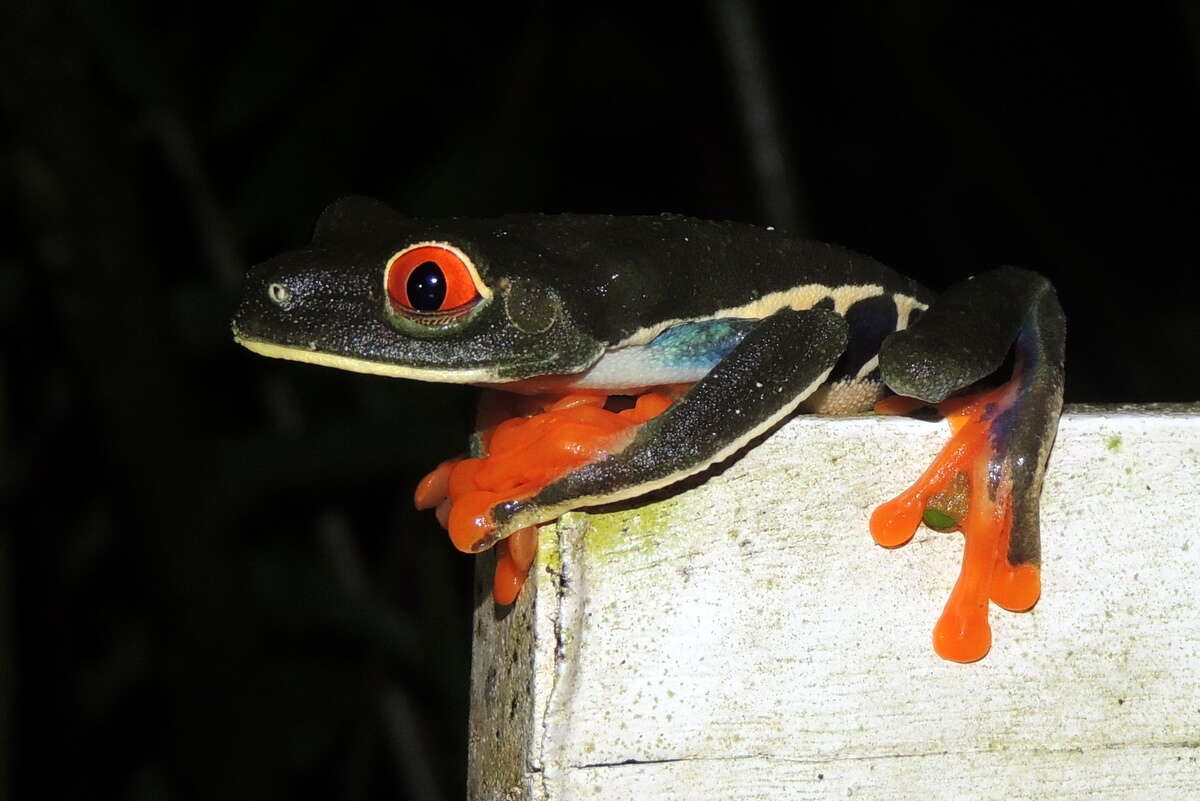 Imagem de Phyllomedusidae Günther 1858