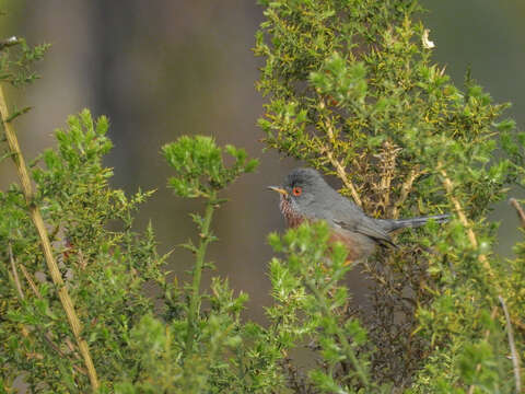 Image of Dartford warbler