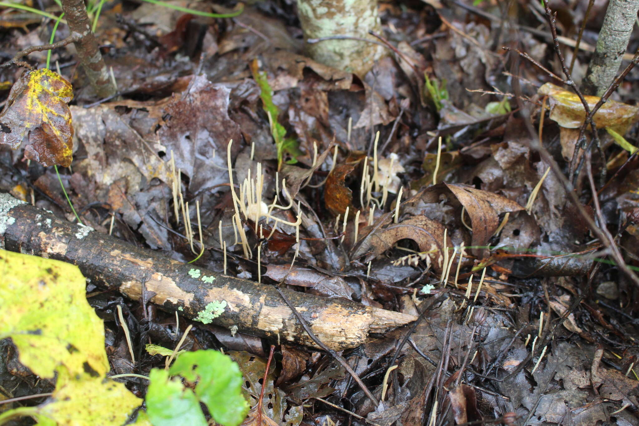 Image of Typhulaceae