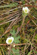 Plancia ëd Saxifraga cespitosa L.