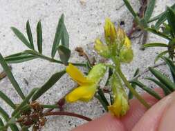 Image of Rhynchosia ferulifolia Harv.