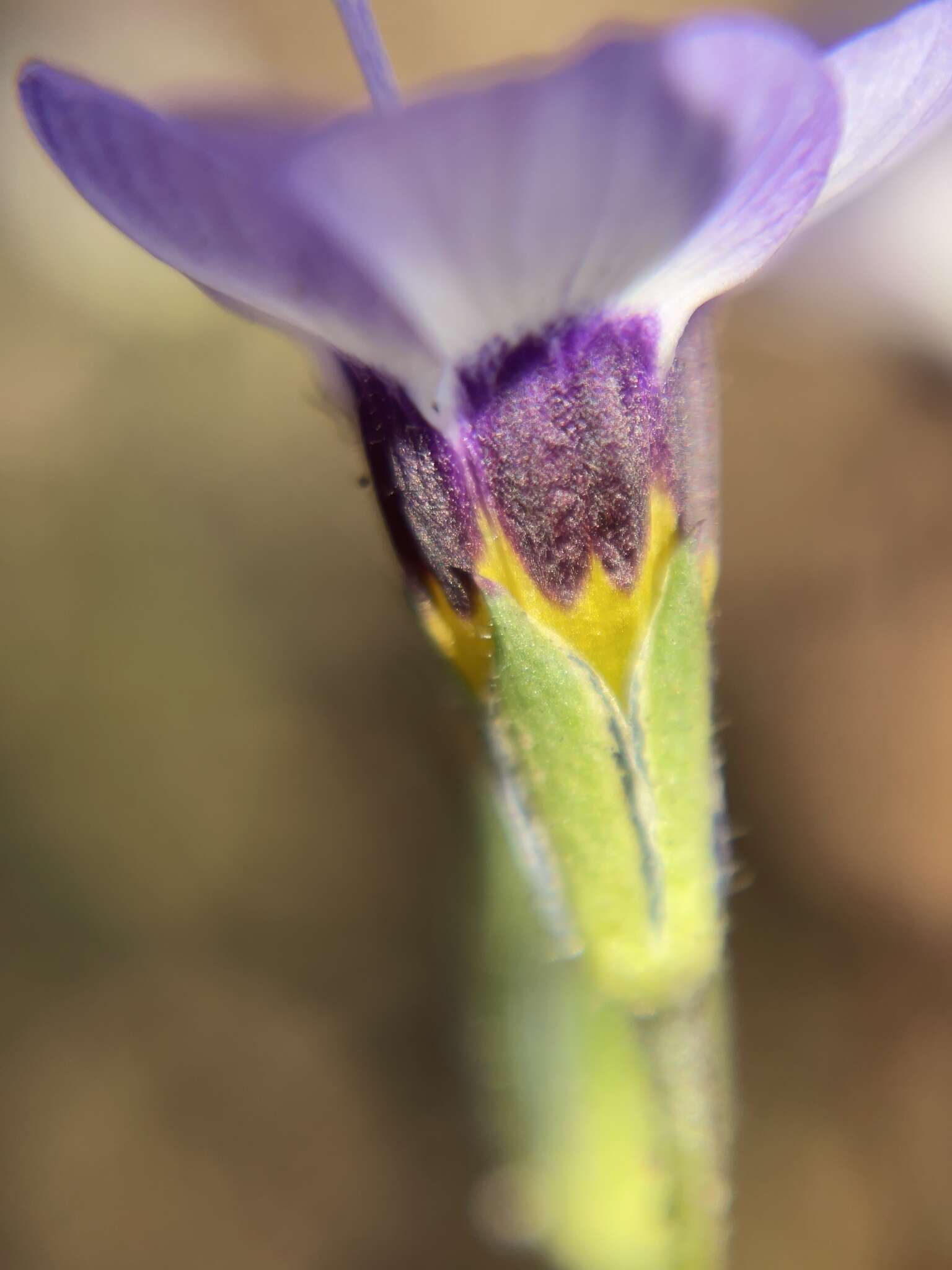 Image of bird's-eye gilia