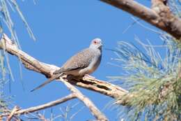 Image of Diamond Dove