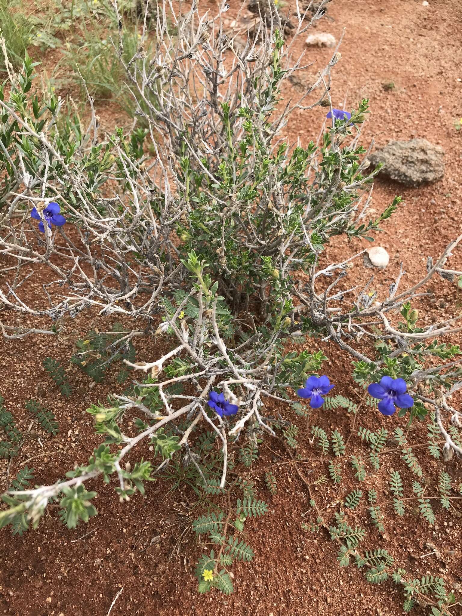 Image of Aptosimum albomarginatum Marl. & Engl.