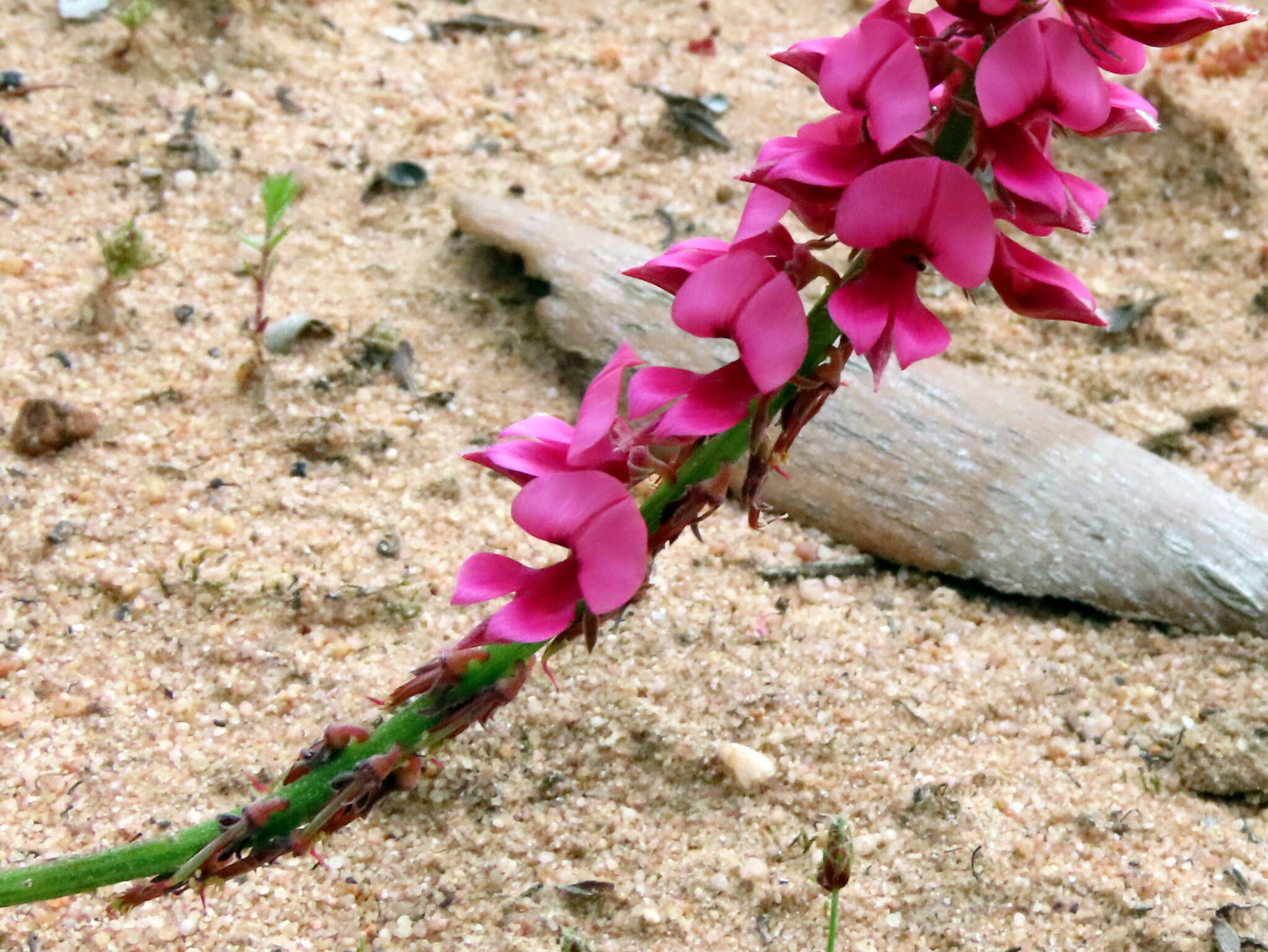 Image of Indigofera amoena Aiton