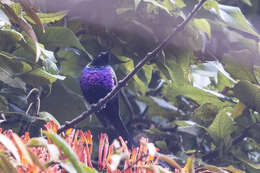 Image of Purple-breasted Sunbird
