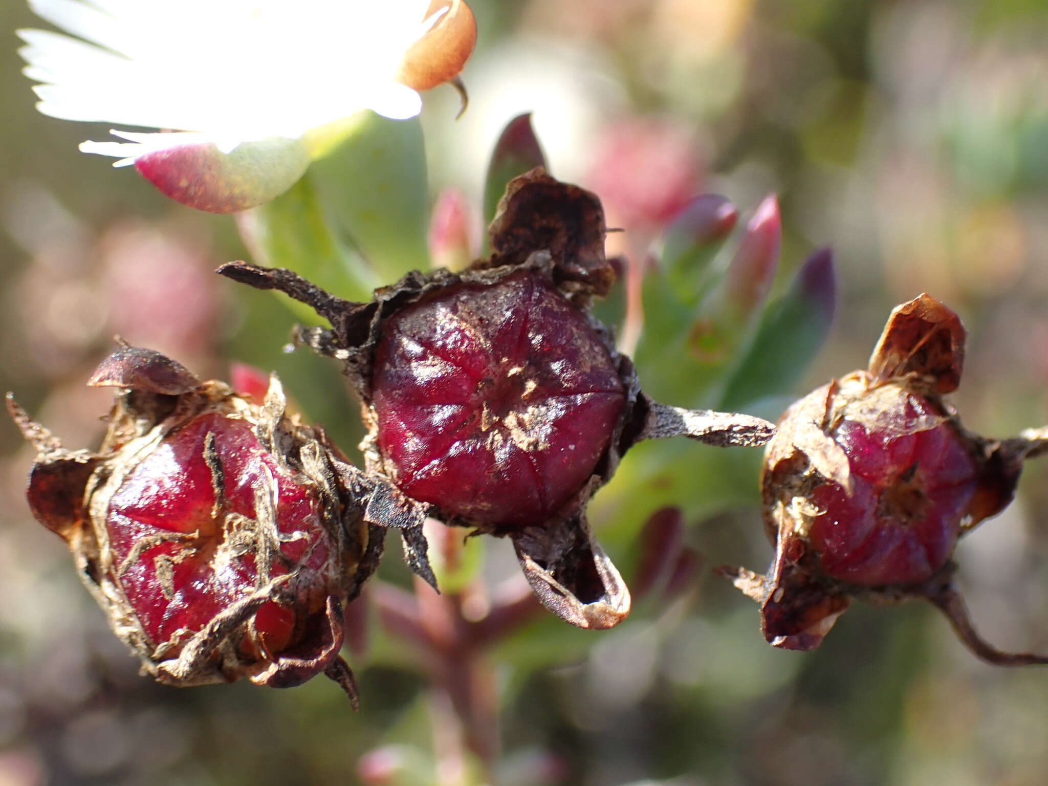 صورة Lampranthus productus (Haw.) N. E. Br.