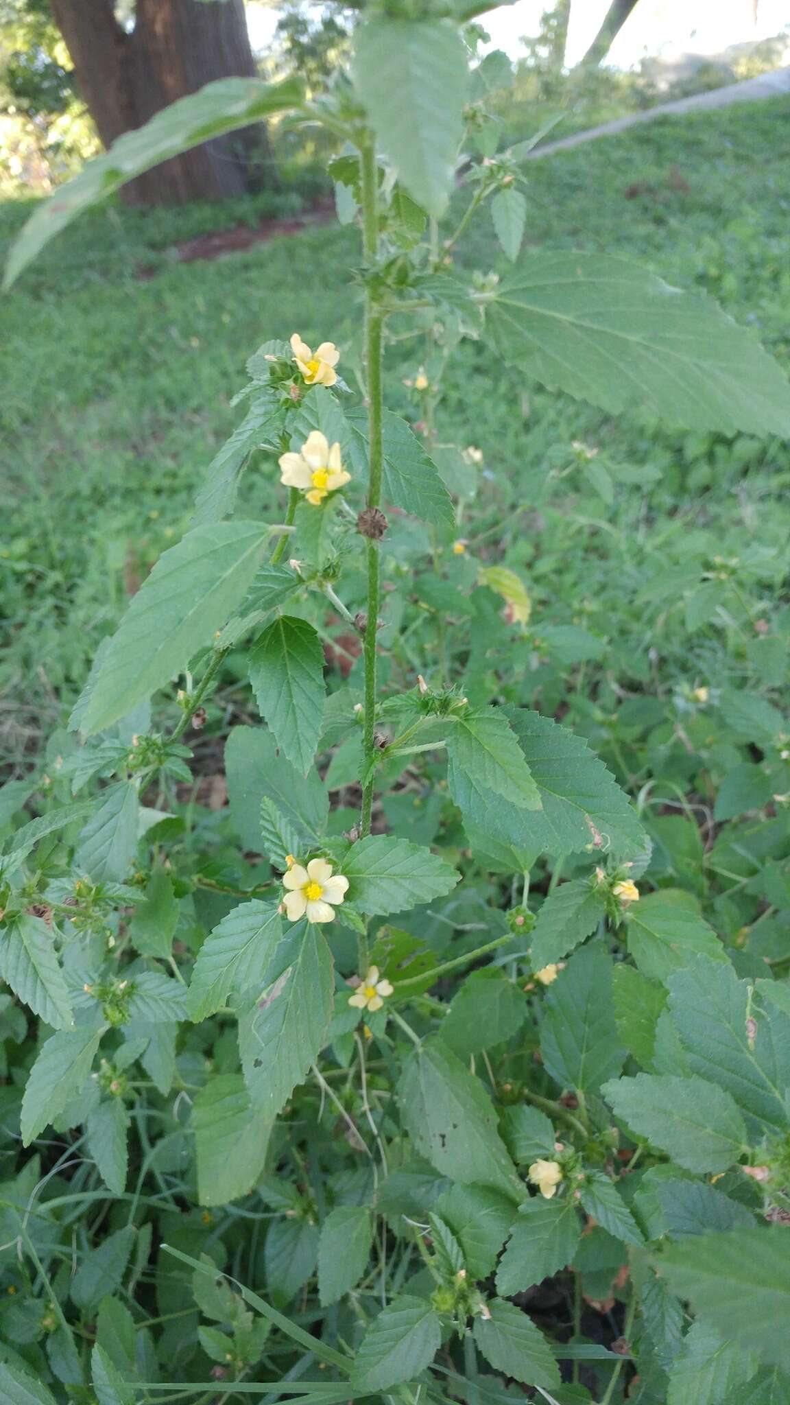 Image of threelobe false mallow