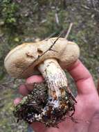 Image of Retiboletus vinaceipes B. Ortiz, Lodge & T. J. Baroni 2007