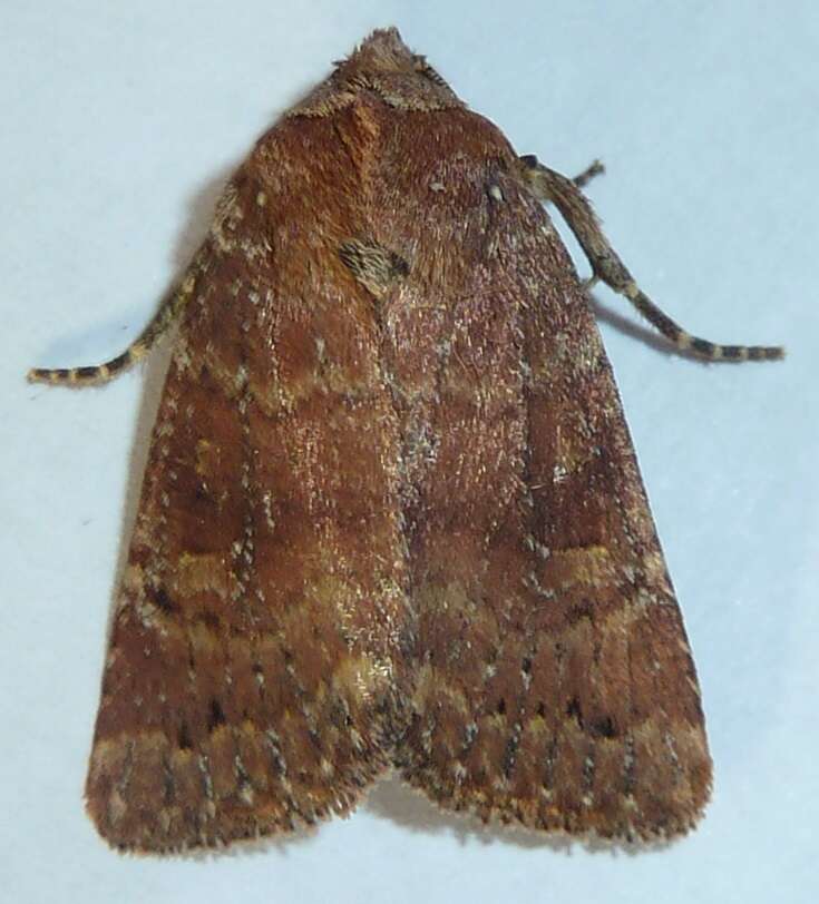 Image of Northern Scurfy Quaker Moth