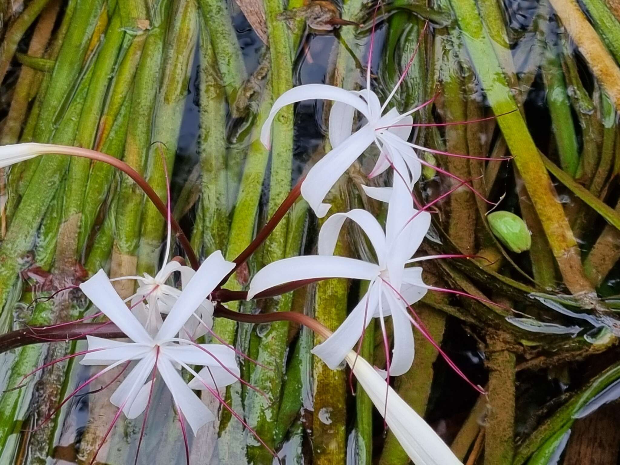 Image de Crinum thaianum J. Schulze