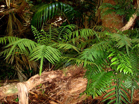 Image of Asplenium haurakiense (Brownsey) Ogle