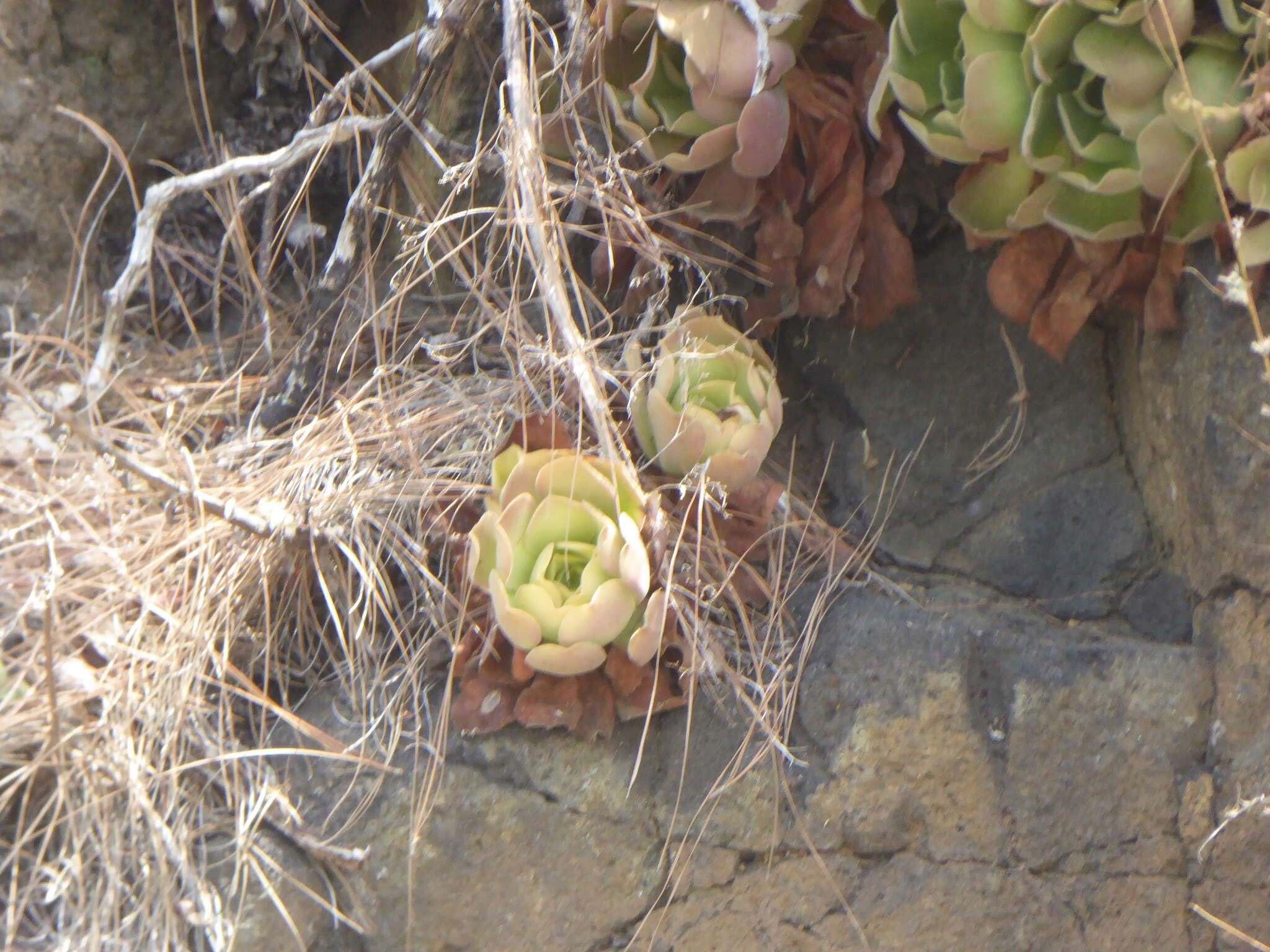 Image of Aeonium canariense subsp. christii (Burchard) Bañares