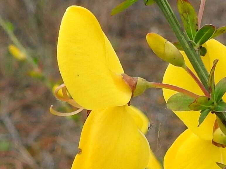 Слика од Cytisus grandiflorus (Brot.) DC.