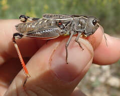 Image of Arcyptera (Pararcyptera) brevipennis subsp. vicheti Harz 1975