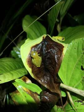 Sivun Dendropsophus brevifrons (Duellman & Crump 1974) kuva