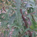 Vernonanthura tweedieana (Baker) H. Rob.的圖片