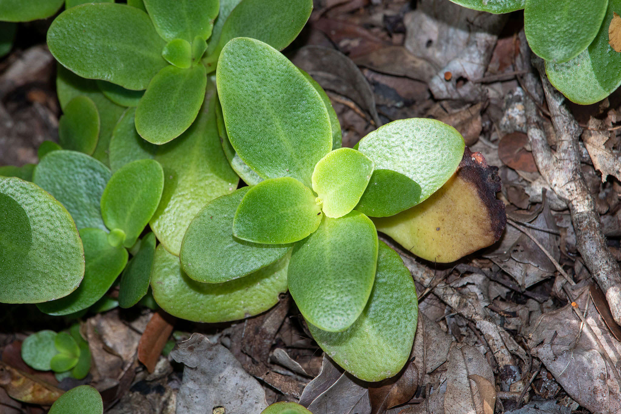 Image of Crassula multicava subsp. multicava