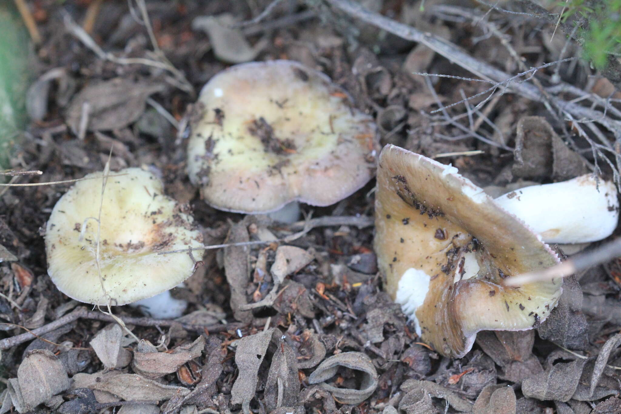 Image of Russula amoenicolor Romagn. 1962