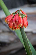 Image of Clivia nobilis Lindl.