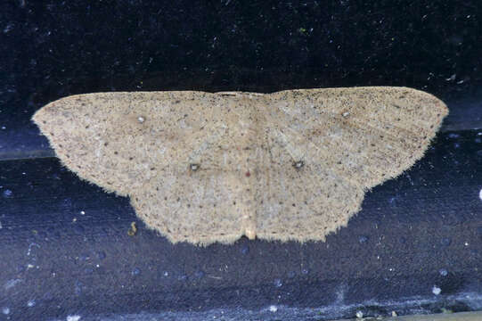 Image of Cyclophora myrtaria Guenée 1858