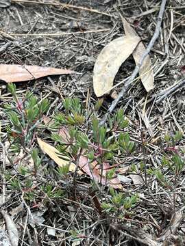 Image of Darwinia biflora (Cheel) B. G. Briggs