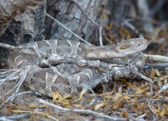 Image of Bothrops diporus Cope 1862