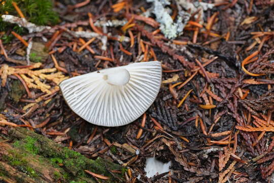 Hygrophorus camarophyllus (Alb. & Schwein.) Dumée, Grandjean & Maire 1912的圖片