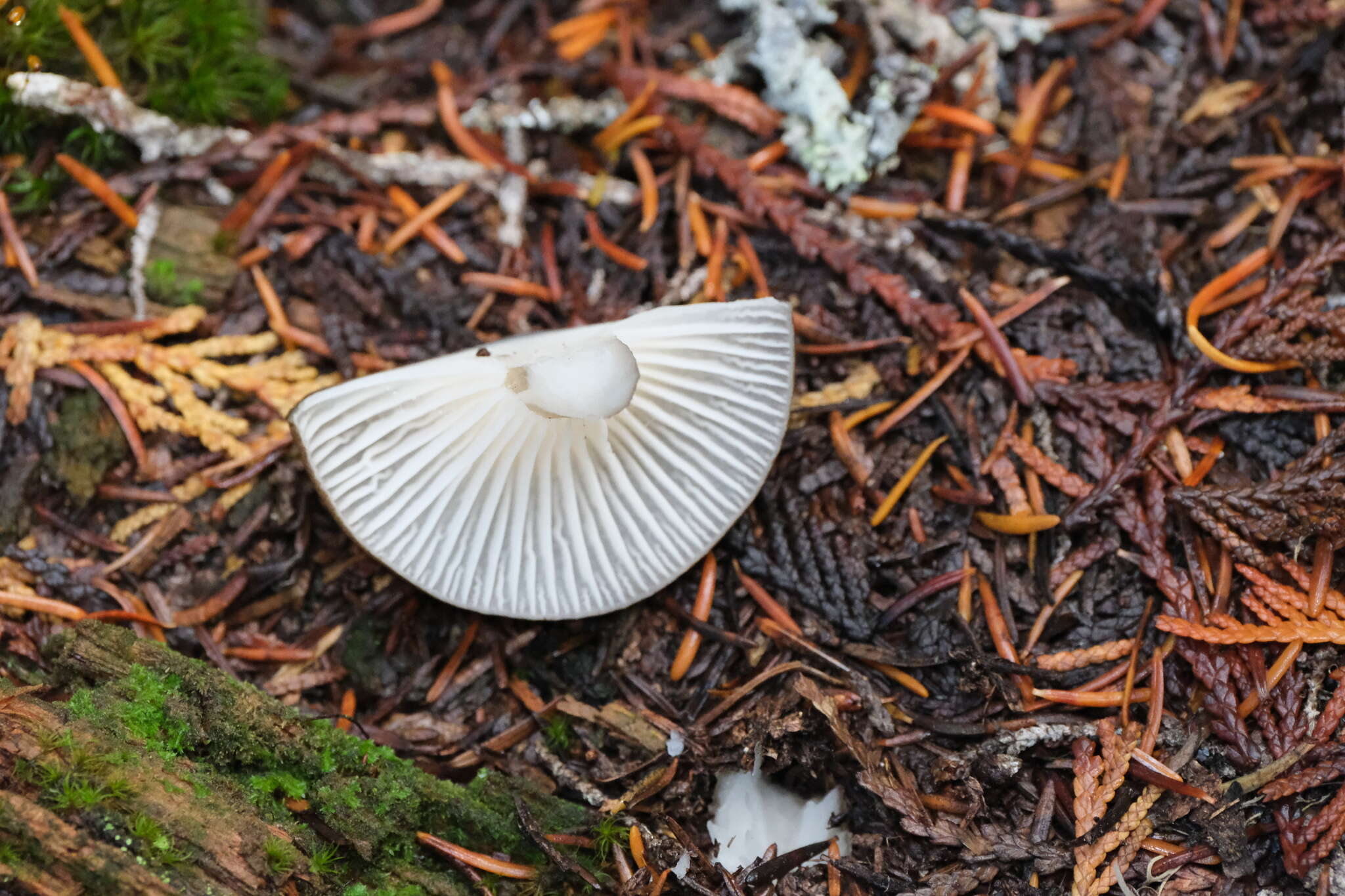 Image de Hygrophore à lamelles arquées