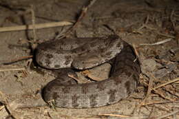 صورة Macrovipera lebetinus (Linnaeus 1758)