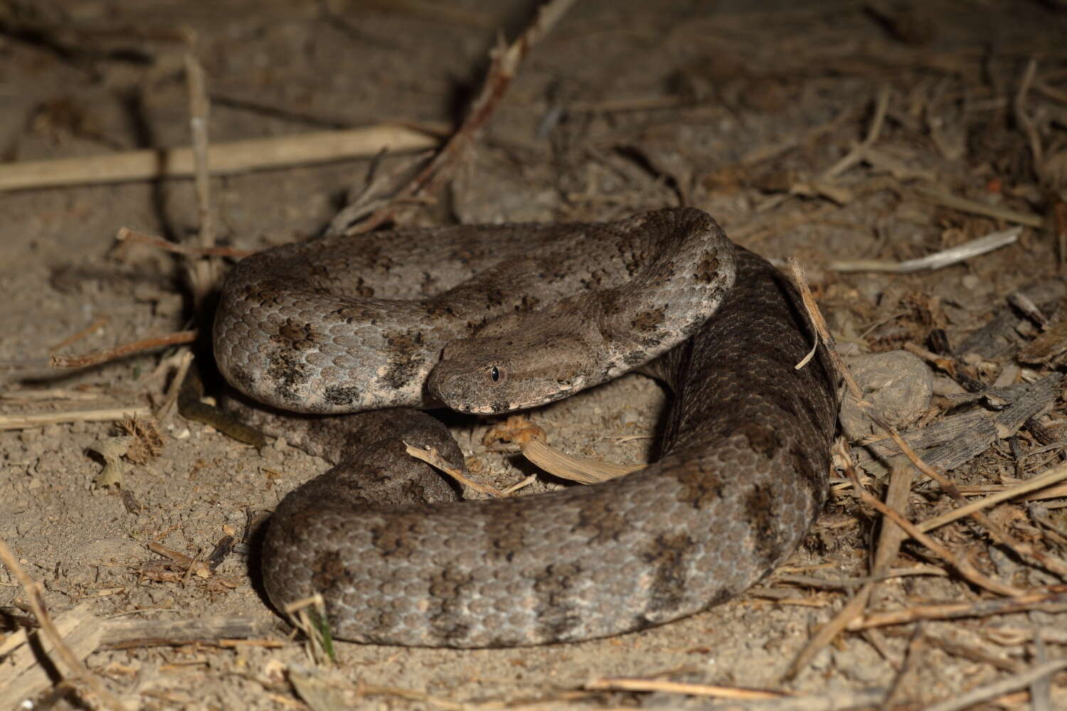 Sivun Macrovipera lebetinus (Linnaeus 1758) kuva