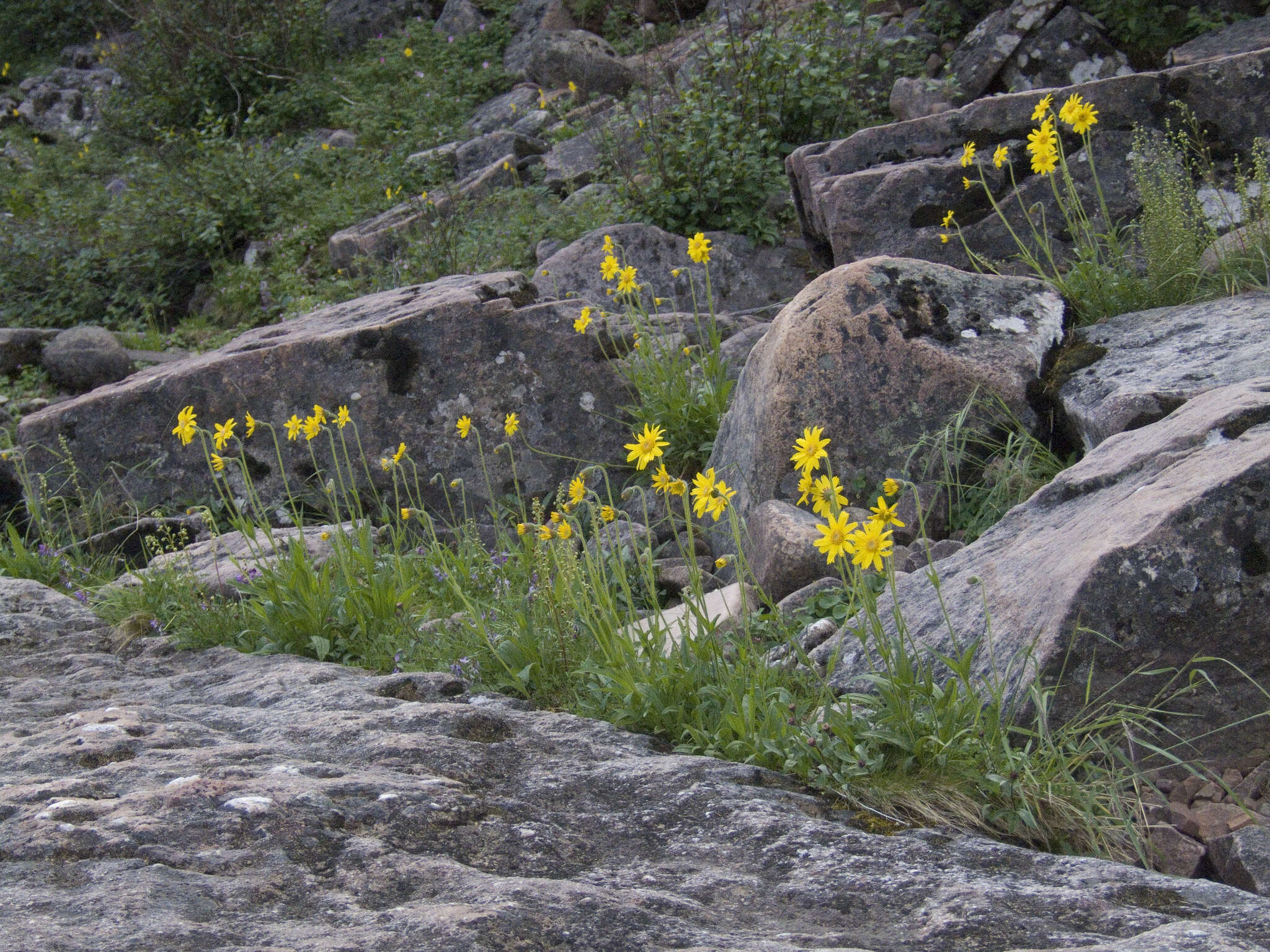 Image de Arnica angustifolia subsp. iljinii (Maguire) I. K. Ferguson