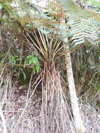 صورة Cyathea tryonorum (Riba) Lellinger