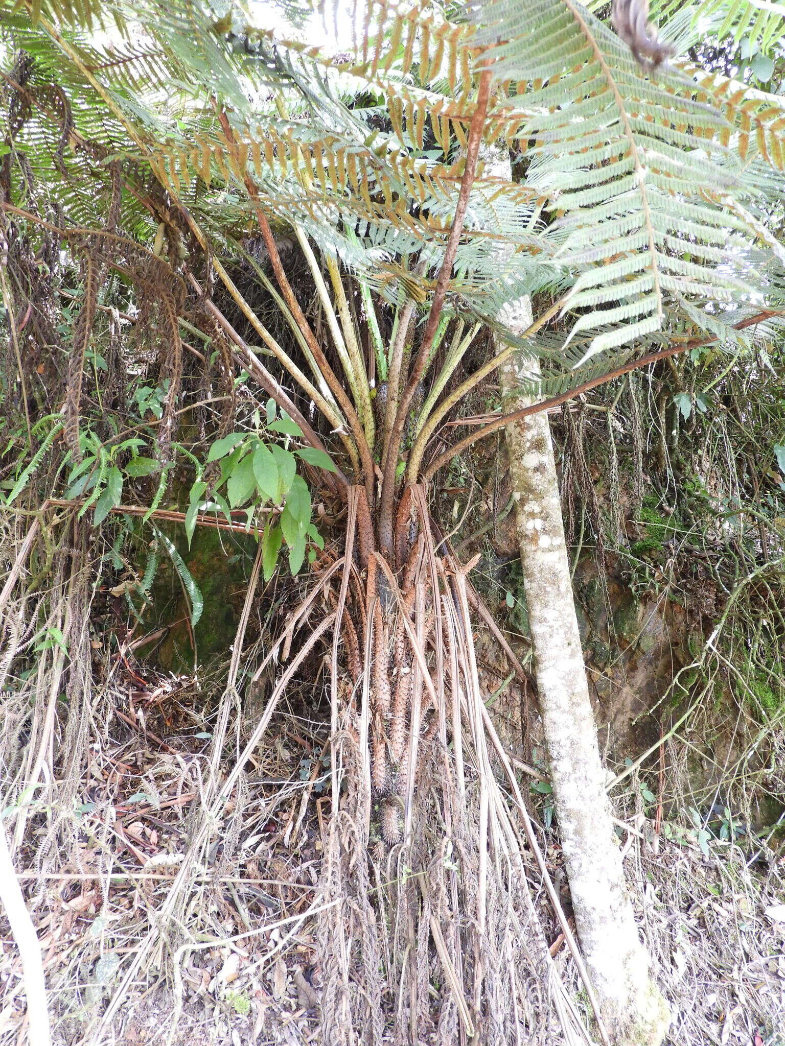 Слика од Cyathea tryonorum (Riba) Lellinger