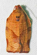 Image of Oblique-banded Leafroller