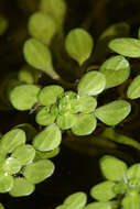 Image of Narrow-fruited Water-starwort