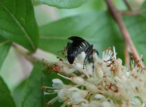 Myzinum obscurum (Fabricius 1805) resmi