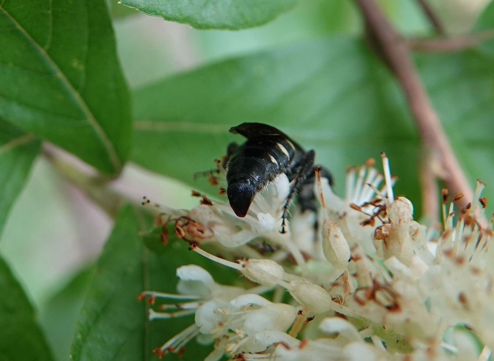 Myzinum obscurum (Fabricius 1805)的圖片