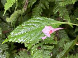 Image of Impatiens devolii T. C. Huang