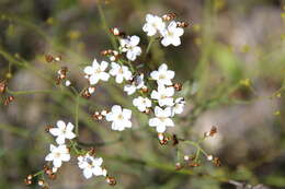 Image of Drosera gigantea Lindl.